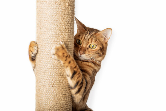 Bengal cat and scratching post isolated on white background.