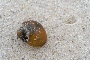 Fototapeta na wymiar snail shell on the white sandy beach in the middle of nature