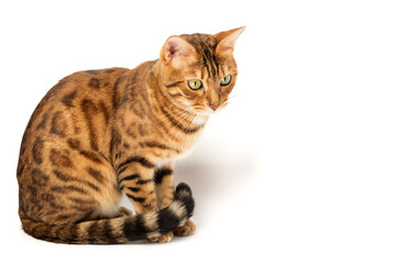 Bengal cat on white background sits sideways