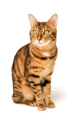 Obraz premium Bengal cat on a white background, fluffy orange, black striped, pet, big beautiful cat