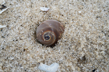 snail shell on the white sandy beach in the middle of nature