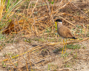 A yellow wattled lapwing looking back