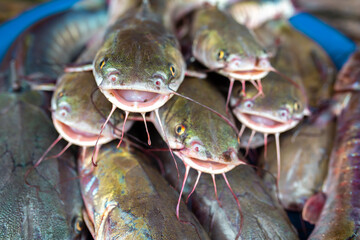Caught fish lies on a plate on a wooden pier. Commercial fishing.