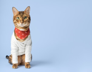 Fashionable Bengal cat in a white shirt and neckerchief on the background.