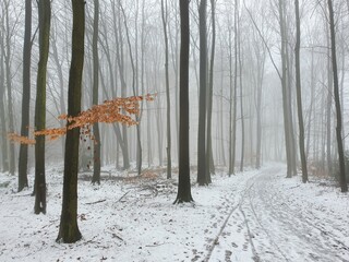 Winterlicher Wald im Nebel
