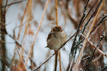 sparrow on a branch