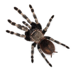 Top view of mature Brazilian red and white tarantula spider. Isolated  cutout on transparent background. - obrazy, fototapety, plakaty