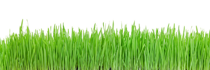 Fototapeta na wymiar green grass on a png background