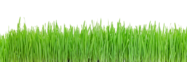 green grass on a png background