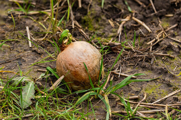 Forgotten onion with green shoot on a field in winter in Germany