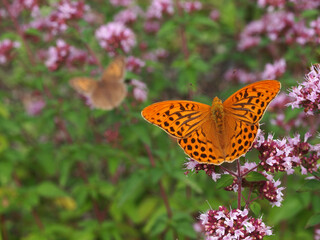 Fototapeta na wymiar Oranger Schmetterling