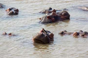Hippopotamus in the river