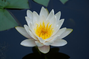 White Lotus in a pond, nelumbo - genus of aquatic plants with large flowers