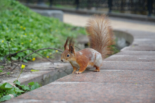 Beautiful squirrel in the city park