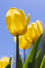 Fototapeta premium Yellow flowers growing against blue sky in garden. Tulips in park in spring