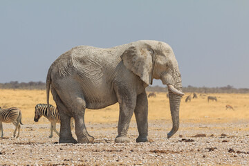 Elephant zebras and antelopes in natural habitat in Etosha National Park in Namibia.