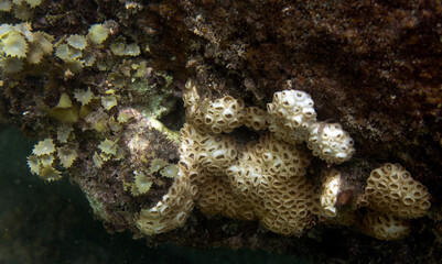 View of coral in the sea