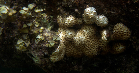 View of coral in the sea