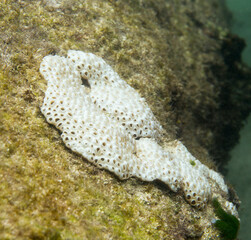 View of coral in the sea