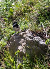 A coal tit while eating a worm