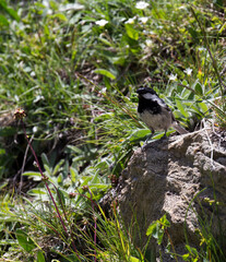 A coal tit while eating a worm