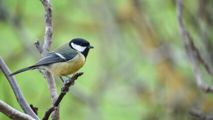 Obraz premium Great tit (Parus major) garden bird perched on branch with beautiful natural background. Little songbird in nature forest habitat, Wildlife scene from nature. 