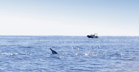 Obraz premium View of dolphin at La Reunion