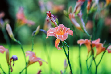 Plant Lily Hemerocallis lilioasphodelus