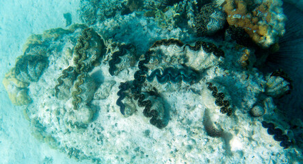 View of tridacna clams