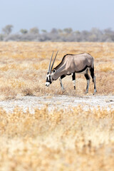 A view of lonely oryx