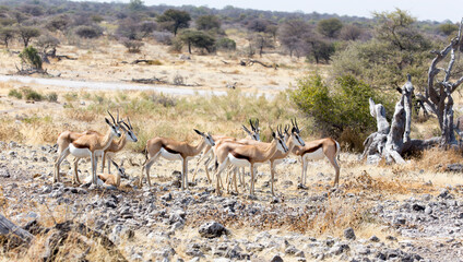 Fototapeta na wymiar A view of group of springbok