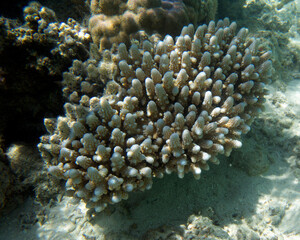 Naklejka na ściany i meble View of coral in the sea