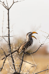 A view of southern yellow billed hornbill