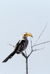 A view of southern yellow billed hornbill