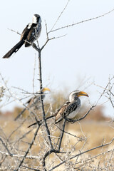 A view of southern yellow billed hornbill