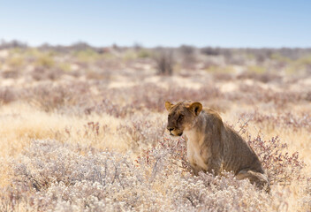 View of a female lion