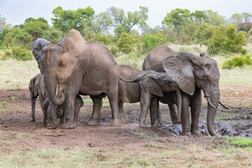 elephants dusting themselves down in the savannah