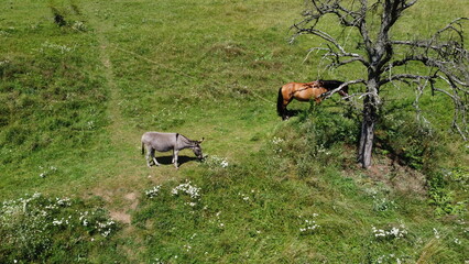 a horse on a green grass pasture
