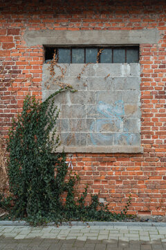 Backsteinwand Efeu Eisenfenster, teils zugemauert