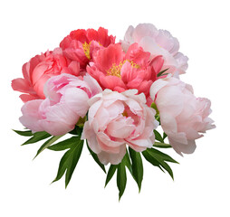 A bouquet of elegant exquisite blooming peonies isolated on a transparent background