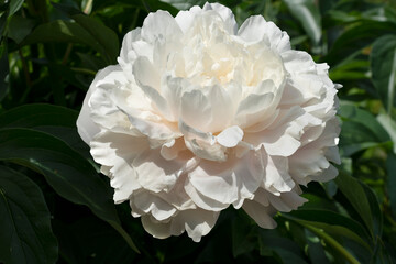 A blossoming single creamy white peony on the green leaves background