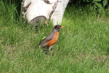 Robin In The Woods, Pylypow Wetlands, Edmonton, Alberta