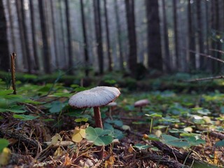 mushrooms in the forest