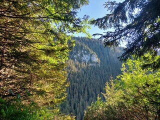 autumn in the mountains  © Alina
