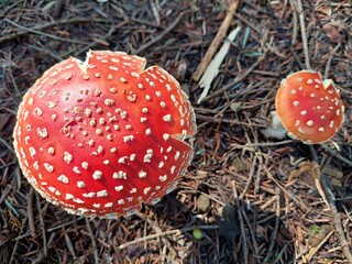 Grzyby Muchomory  © Alina