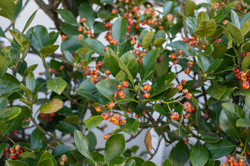 オレンジ色のマサキの実