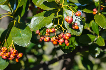 オレンジ色のマサキの実