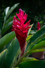 Tropical, red blossom on a bush in the Seychelles.