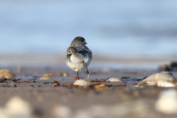 fed by the water White Wagtail 
