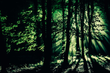 Obraz premium The picture shows a forest with backlight shining through the trees. The trees are in different shades of green